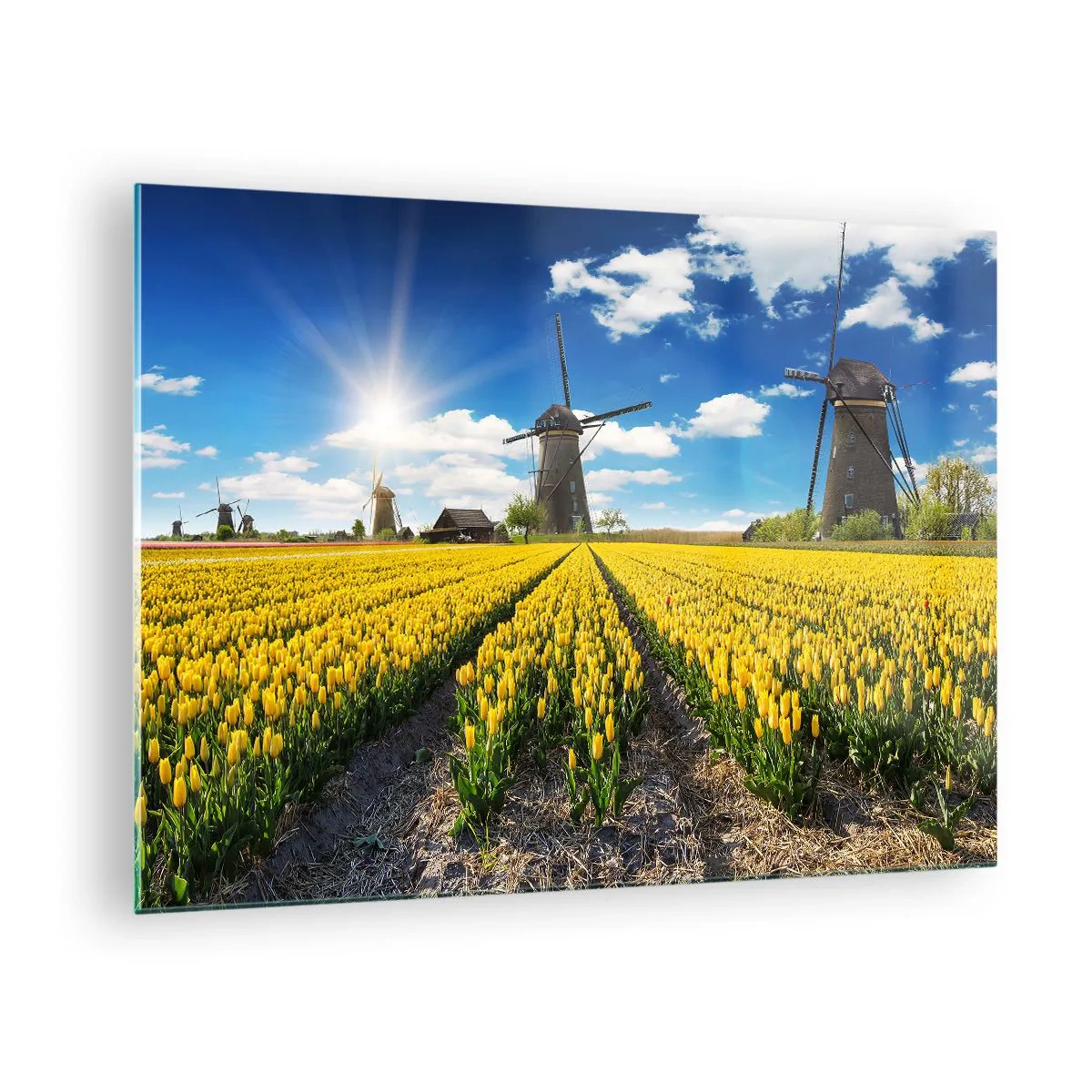 Obraz na skle - Pole žlutých tulipánů s větrnými mlýny v pozadí za slunečného dne. - 70x50cm - Více nizozemský nemůže být - Moderní nástěnná dekorace do obývacího pokoje a ložnice ARTTOR