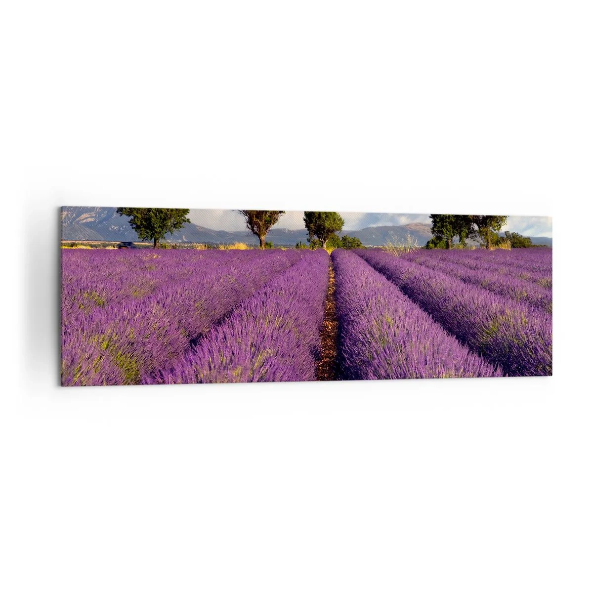Obraz na plátně - Levandulová pole - 160x50 cm