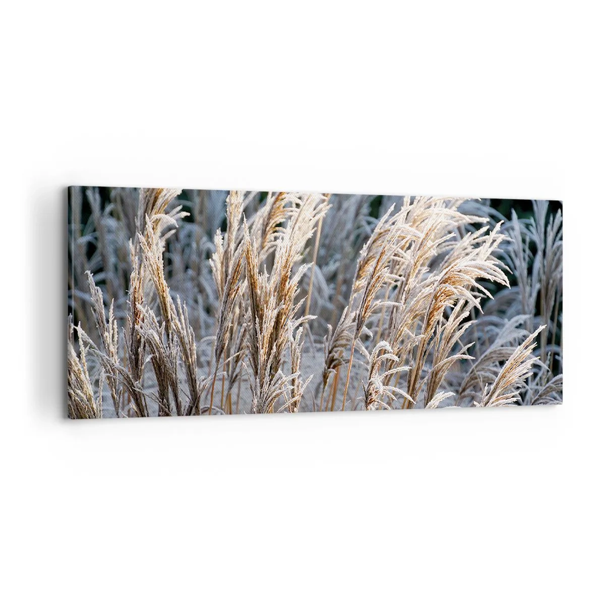 Obraz na plátně - Mrazem pokryté - 100x40 cm