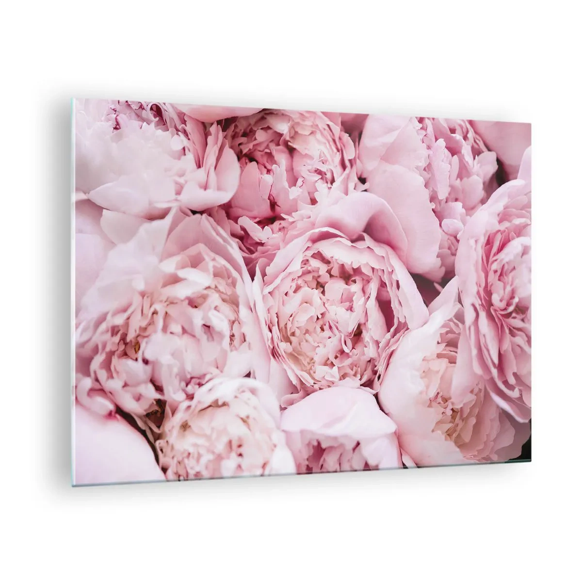 Obraz na skle - Detailní záběr na kytici světle růžových pivoněk - 70x50cm - Přitulené a voňavé - Moderní nástěnná dekorace do obývacího pokoje a ložnice ARTTOR