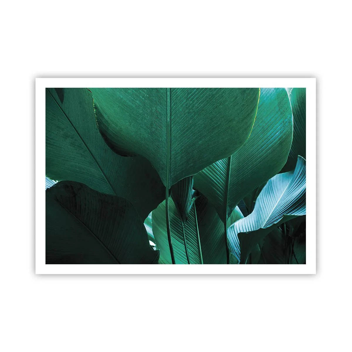 Plakát - Obrácené ke světlu - 100x70 cm