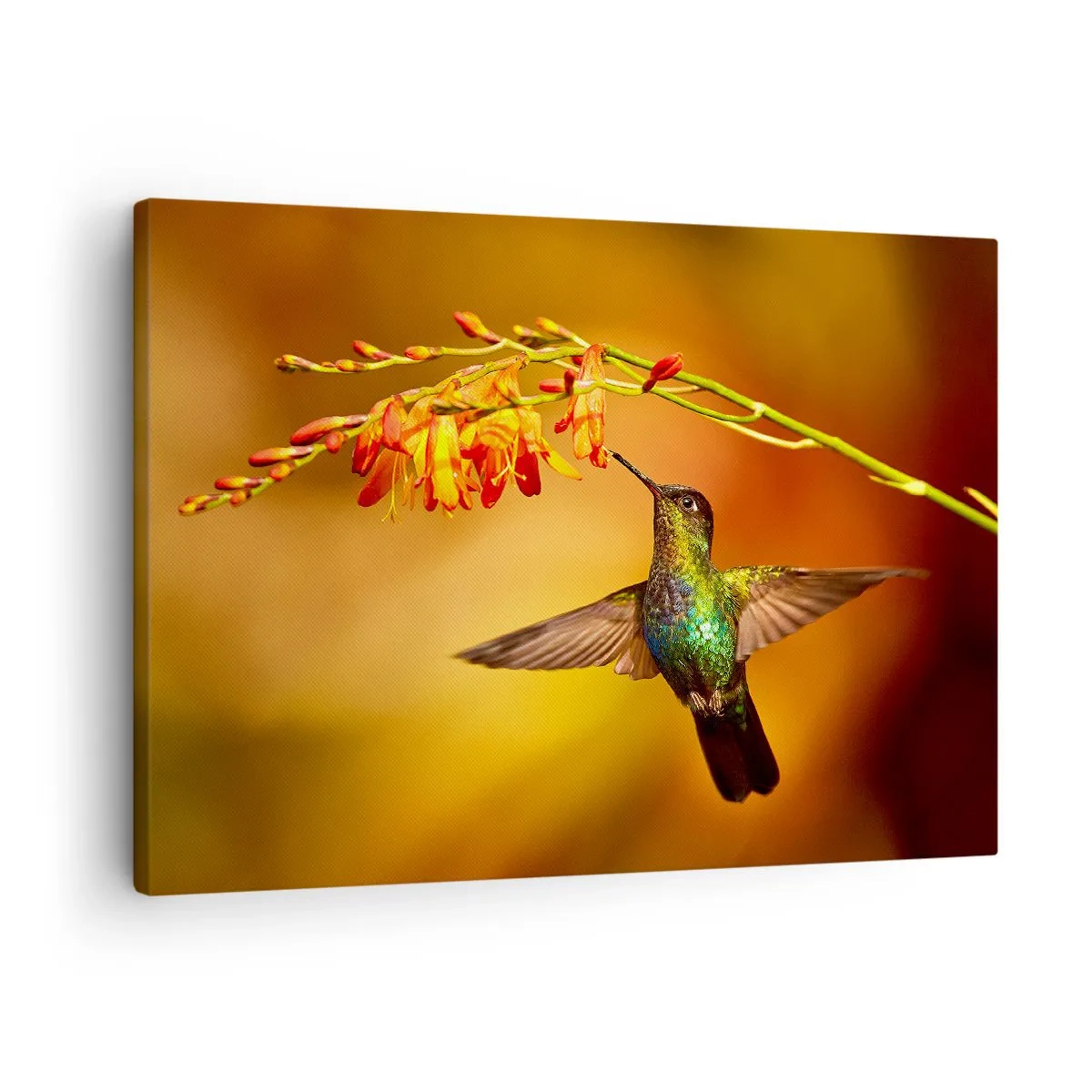 Obraz na plátně - Kolibřík u květiny v teplém světle - 70x50cm - Posel světla podle Májů - Moderní nástěnná dekorace do obývacího pokoje a ložnice ARTTOR
