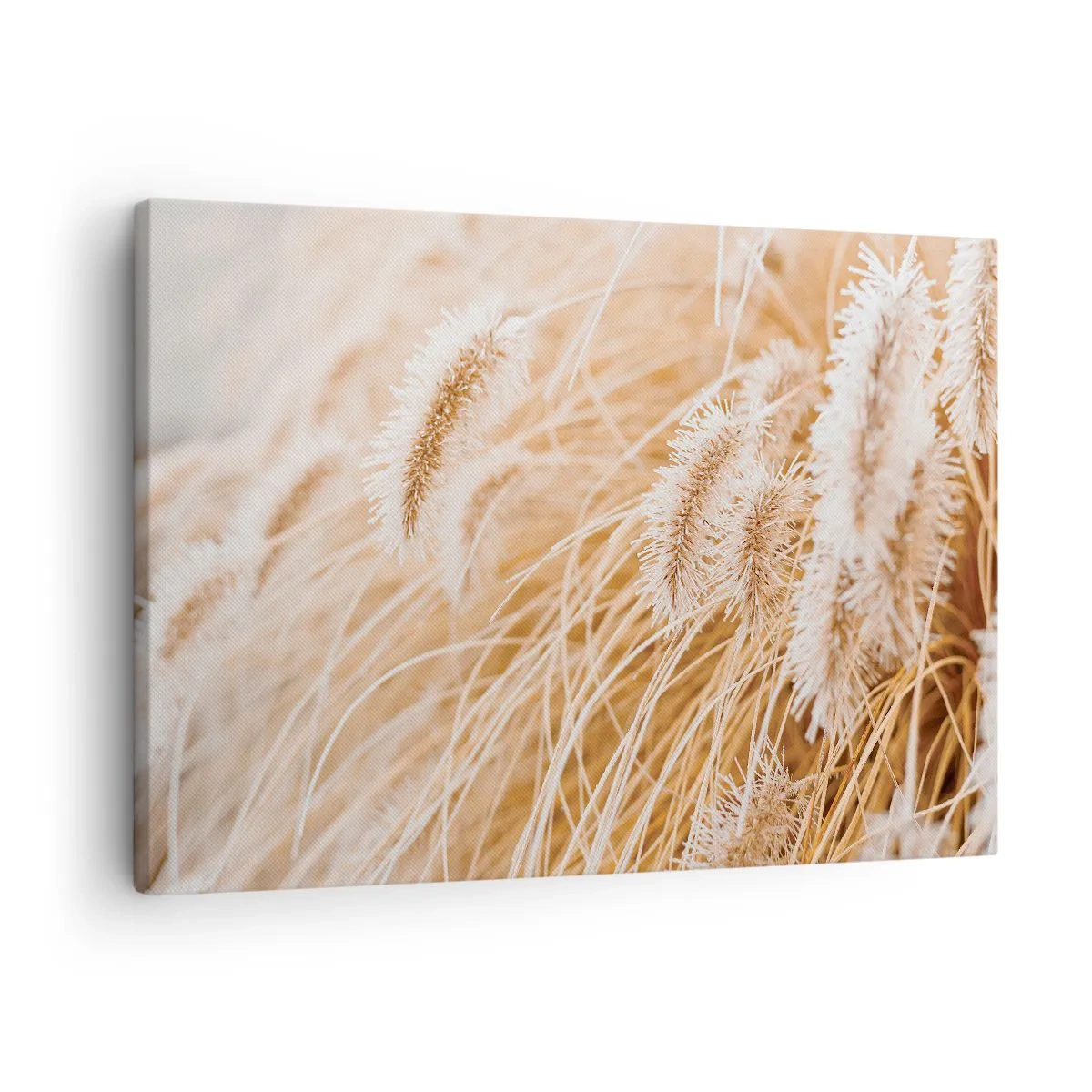 Obraz na plátně - Detail zlatavých, křehkých trav na slunci - 70x50cm - Zlaté šustění travin - Moderní nástěnná dekorace do obývacího pokoje a ložnice ARTTOR