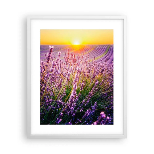 Plakát v bílém rámu - Voňavý lán - 40x50 cm
