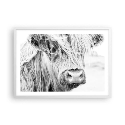 Plakát v bílém rámu - Skotská divokost - 70x50 cm