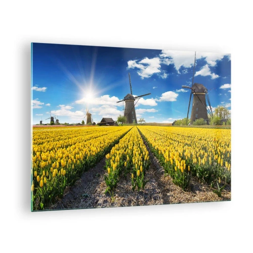 Obraz na skle - Pole žlutých tulipánů s větrnými mlýny v pozadí za slunečného dne. - 70x50cm - Více nizozemský nemůže být - Moderní nástěnná dekorace do obývacího pokoje a ložnice ARTTOR
