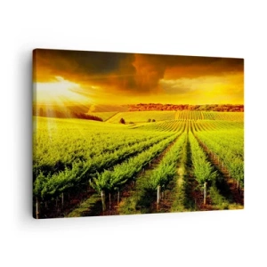 Obraz na plátně - Zlaté vinice ozářené slunečními paprsky - 70x50cm - Pod australským sluncem - Moderní nástěnná dekorace do obývacího pokoje a ložnice ARTTOR