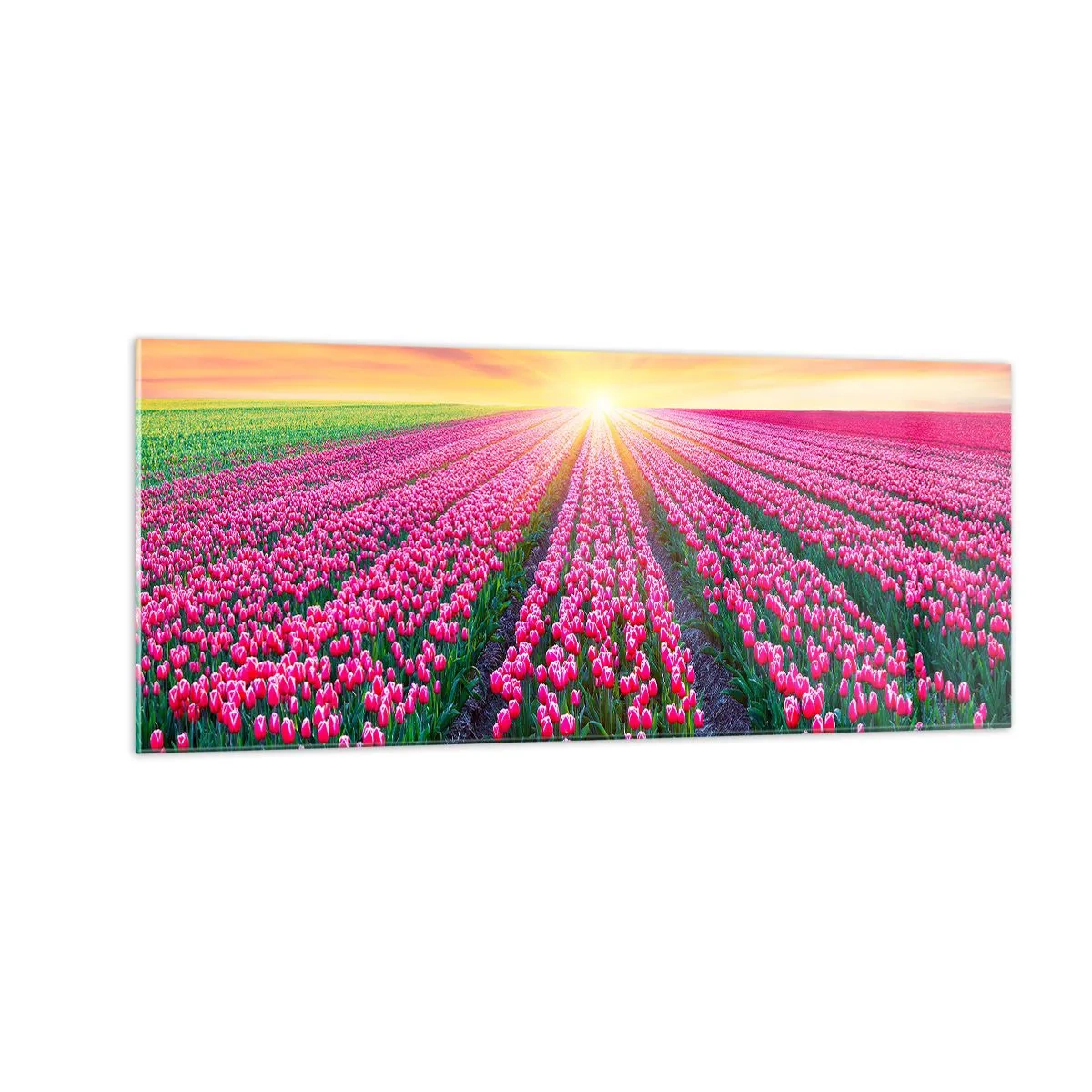 Obraz na skle - Farma krásy - 100x40 cm