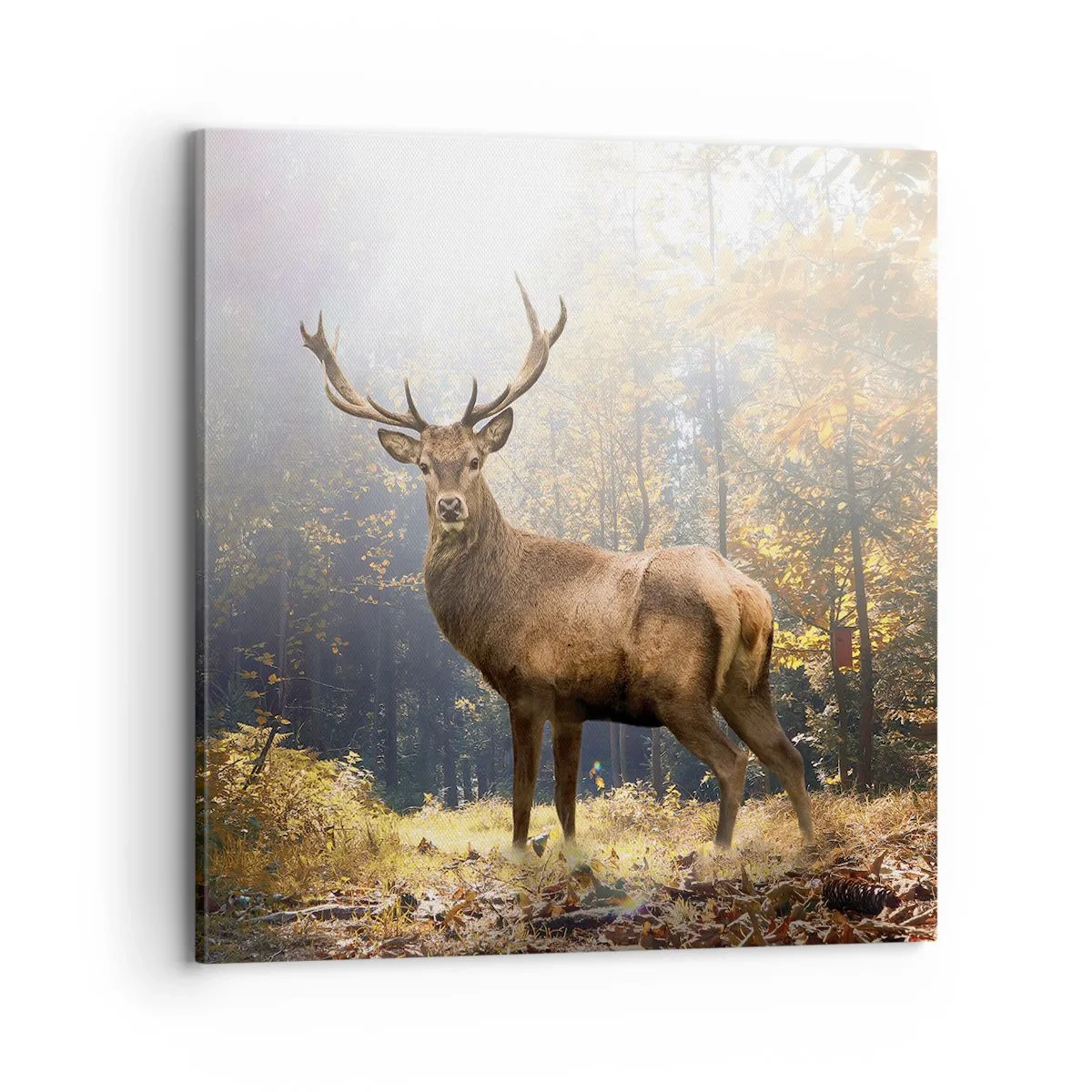 Obraz na plátně - Plné důstojnosti - 70x70 cm