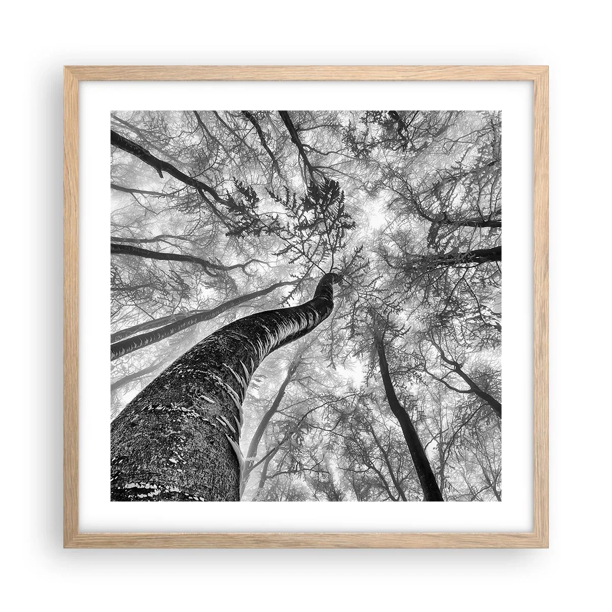 Plakát v rámu světlý dub - Závod ke světlu - 50x50 cm