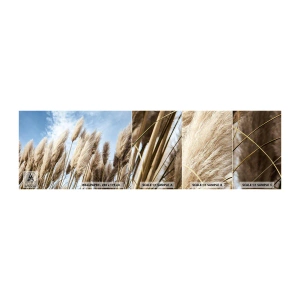 Fototapeta Vzorek Standard Eco - Slunečné a větrné pohlazení - Pampasová tráva, Příroda, Boho - 100x30 cm