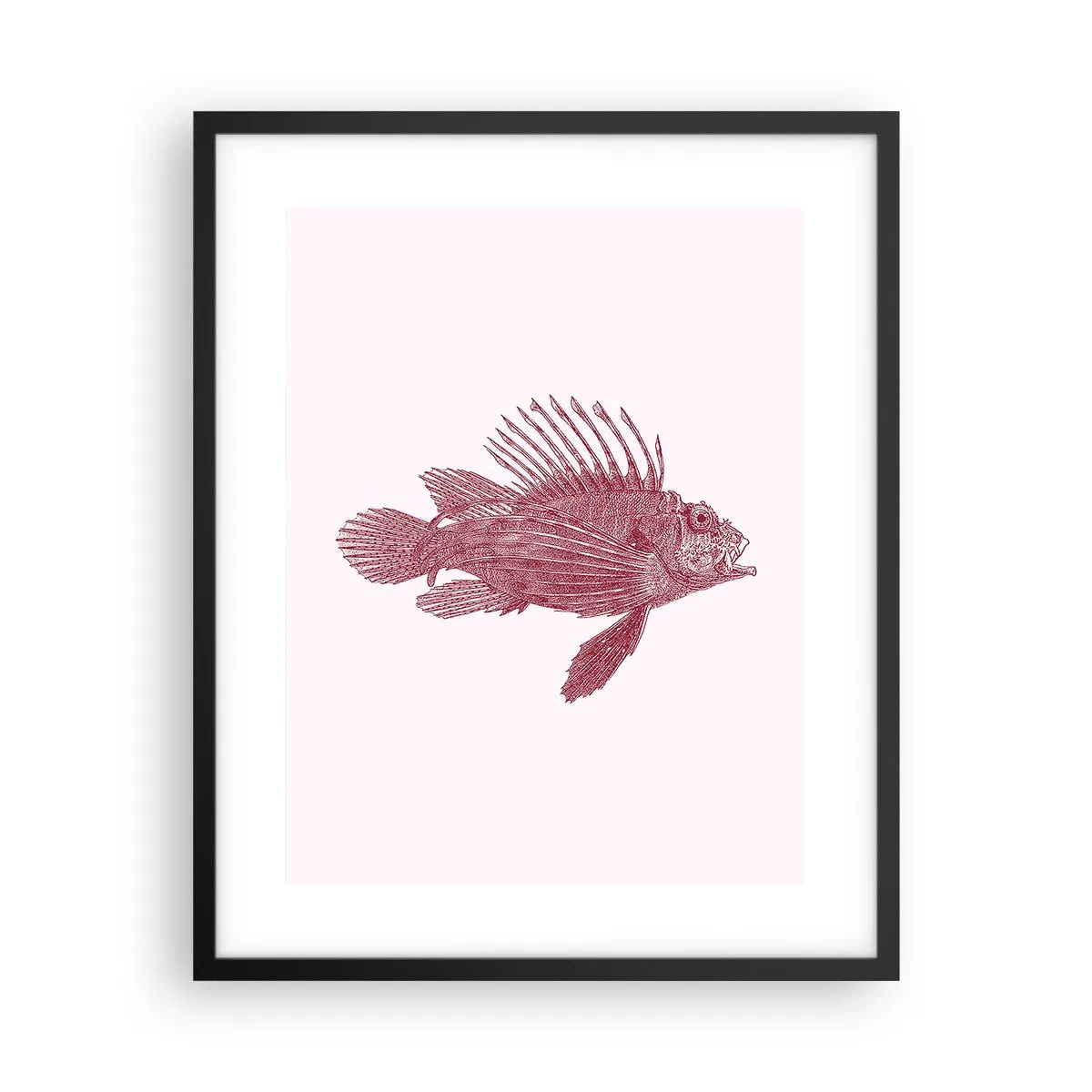 Plakát v černém rámu - Obyvatelka exotických vod - 40x50 cm