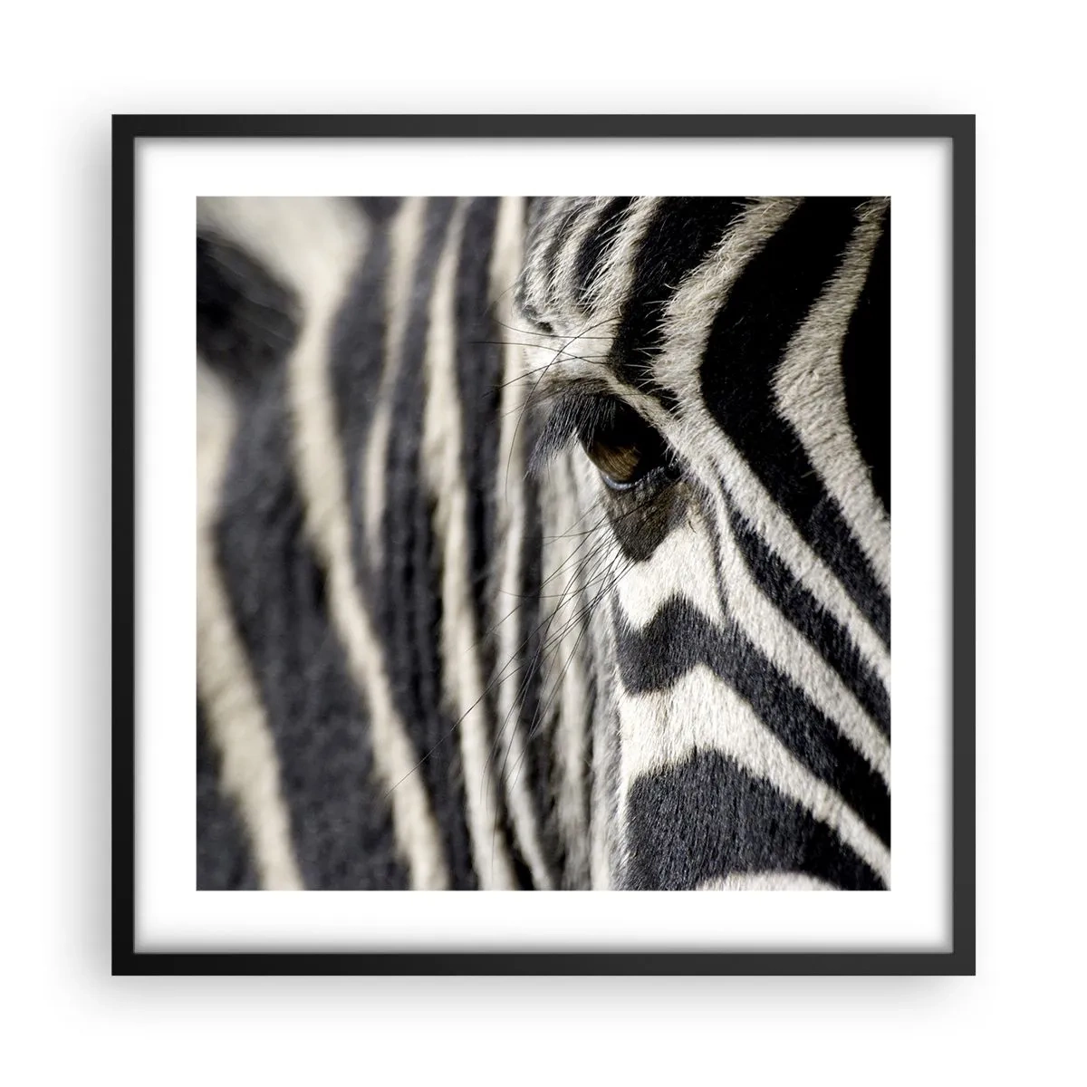 Plakát v černém rámu - Portrét s pruhy - 50x50 cm