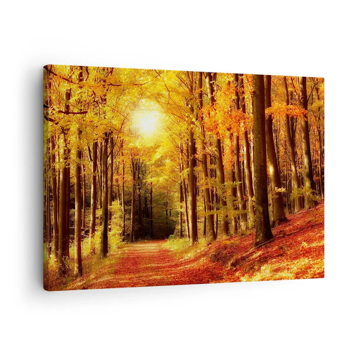 Obraz na plátně - Zlatý podzim na lesní cestě - 70x50 cm