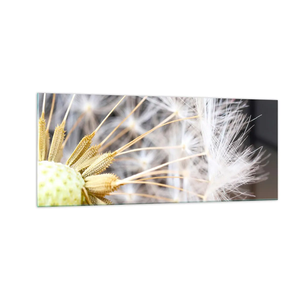 Obraz na skle - Těsně před odletem - 100x40 cm