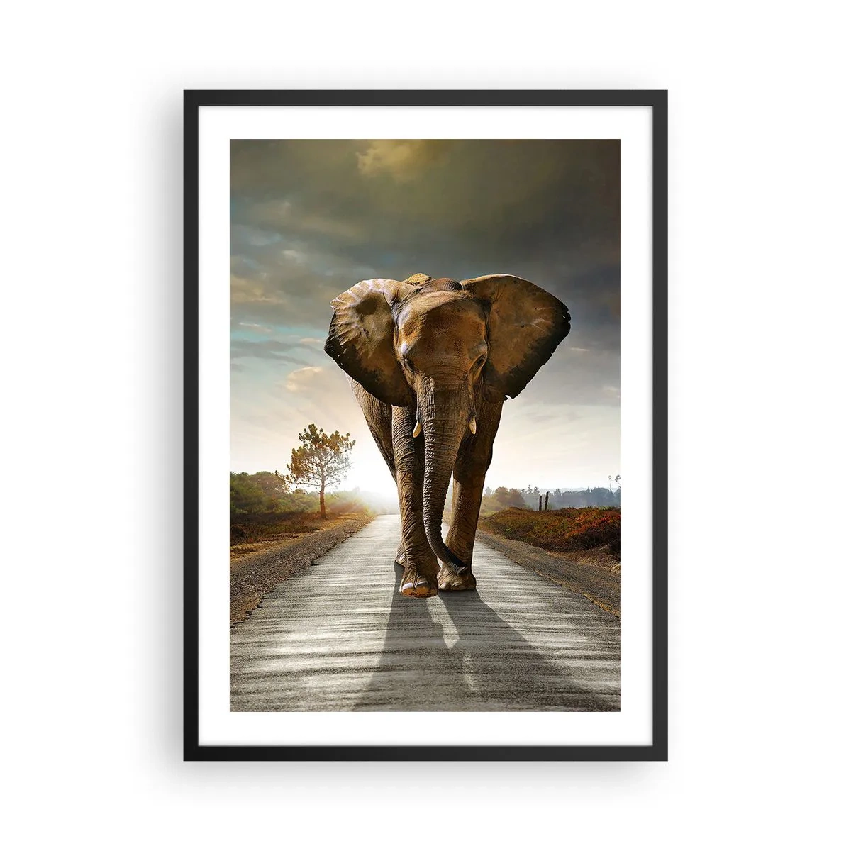 Plakát v černém rámu - Slon kráčící po silnici při západu slunce - 50x70cm - A vůbec ne ve skladu porcelánu - Moderní nástěnná dekorace do obývacího pokoje a ložnice ARTTOR