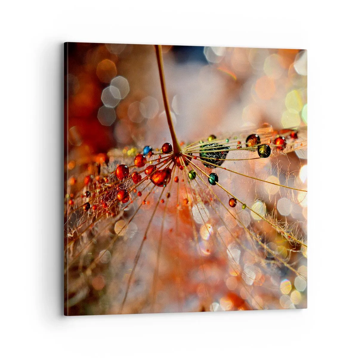 Obraz na plátně - Navlečeno na pavučinu - 70x70 cm