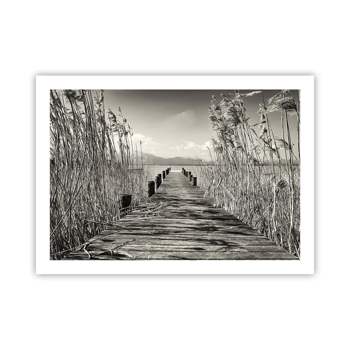 Plakát - V ústraní travin - 70x50 cm