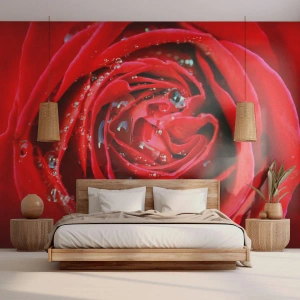 Fototapeta Premium Canvas - V kapkách rosy - Květiny, Červená růže, Milovat - 400x280 cm