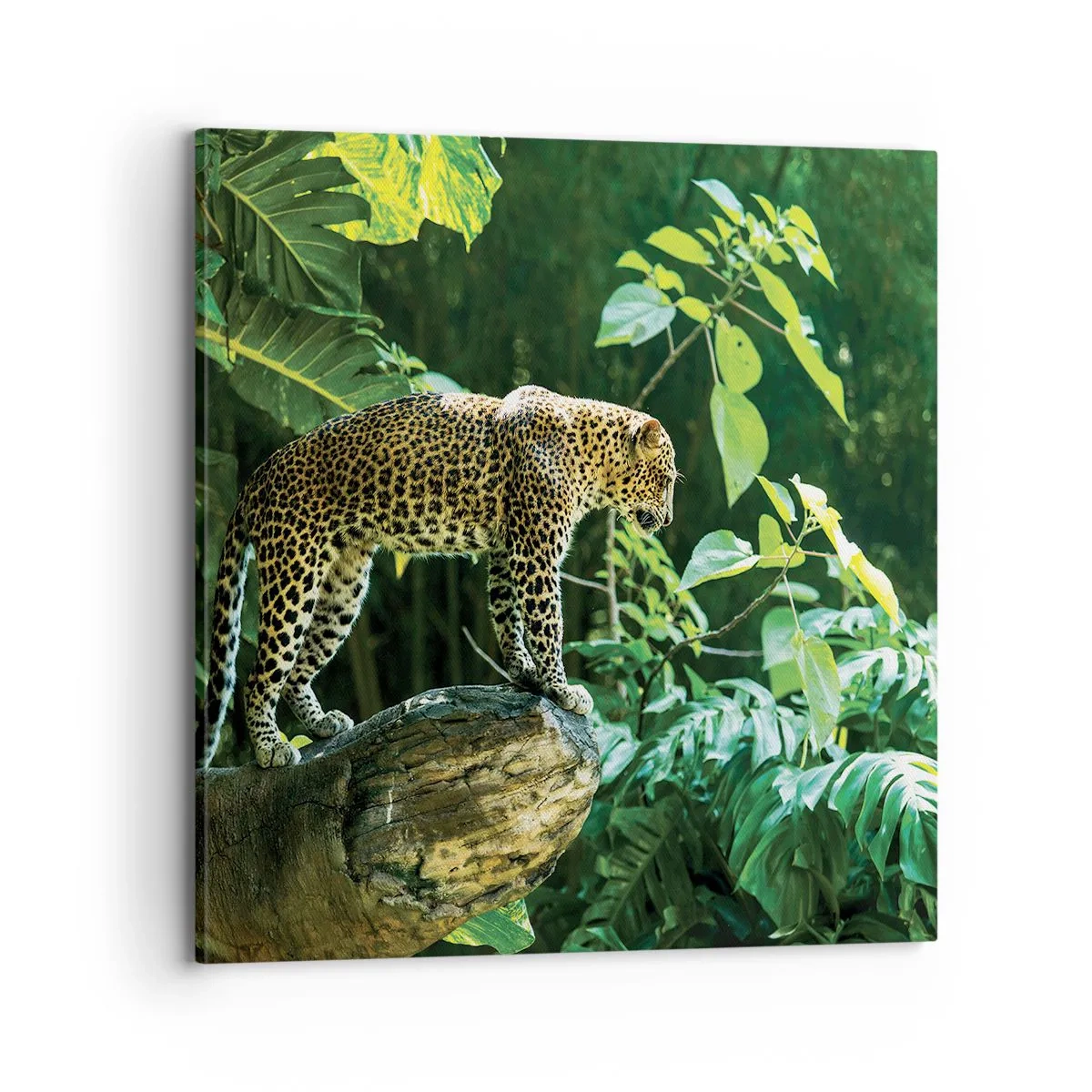 Obraz na plátně - Na lov? - 70x70 cm