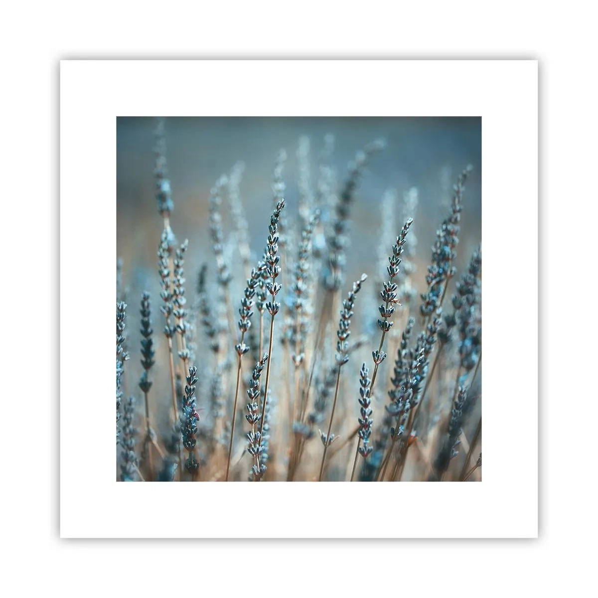 Plakát - Voňavý lán - 30x30 cm