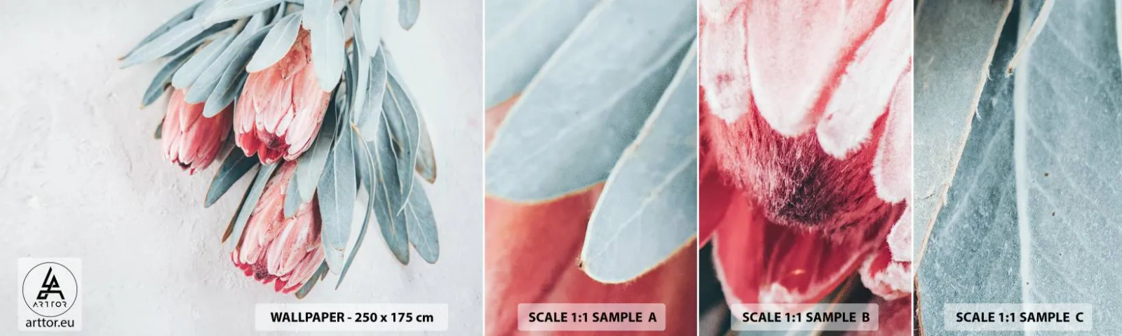 Fototapeta Vzorek Standard Eco - Zahanbené svou vlastní krásou - Květ, Royal Protea, Afrika - 100x30 cm