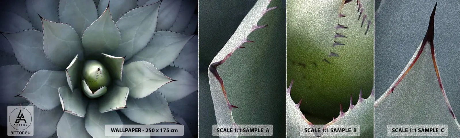 Vzor Fototapety Premium Sand - Svádí a varuje - Květ agáve, Agáve, Exotika - 100x30 cm