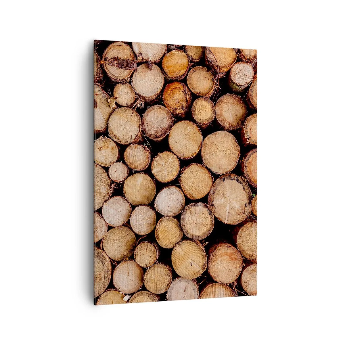 Obraz na plátně - Nový začátek - 70x100 cm