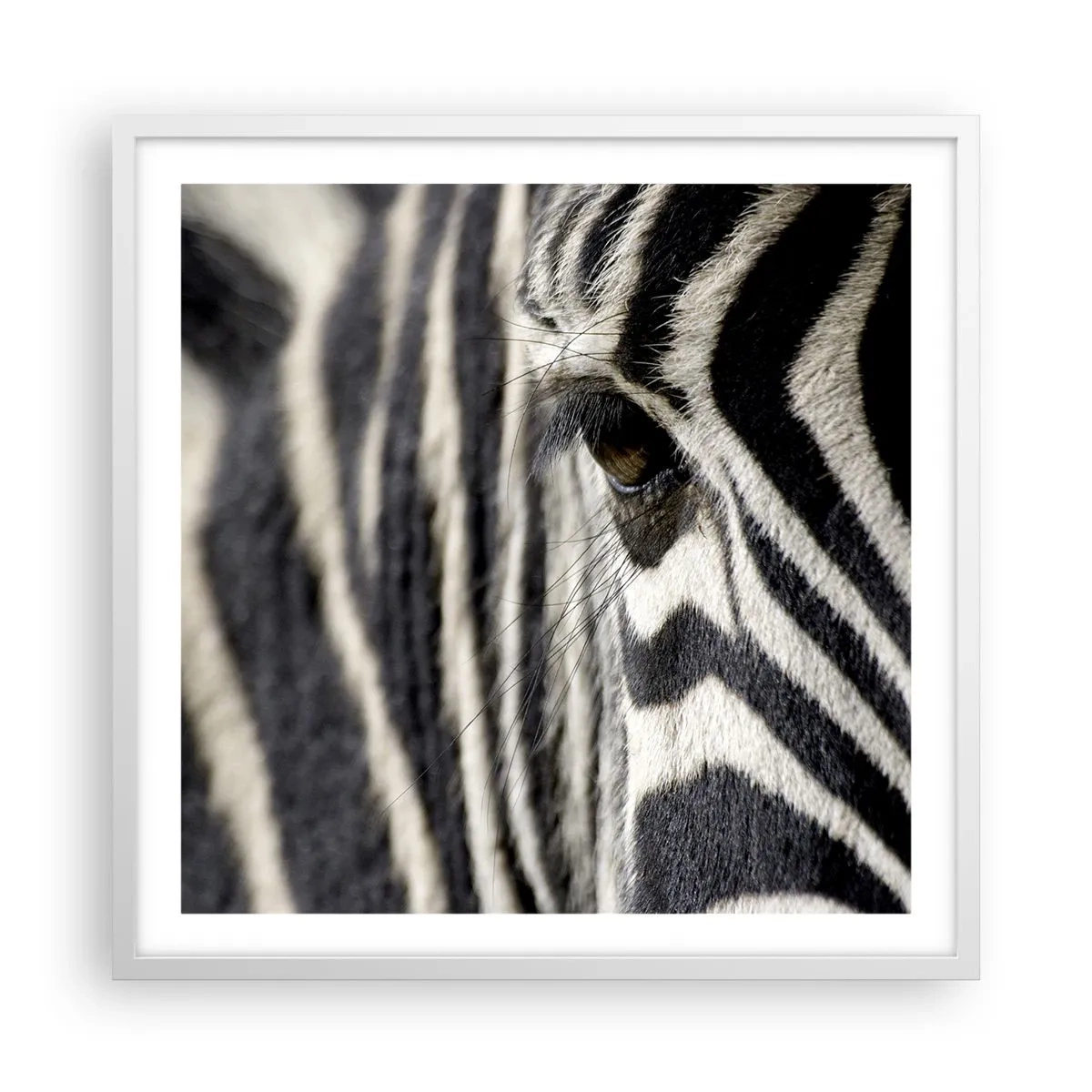 Plakát v bílém rámu - Portrét s pruhy - 60x60 cm