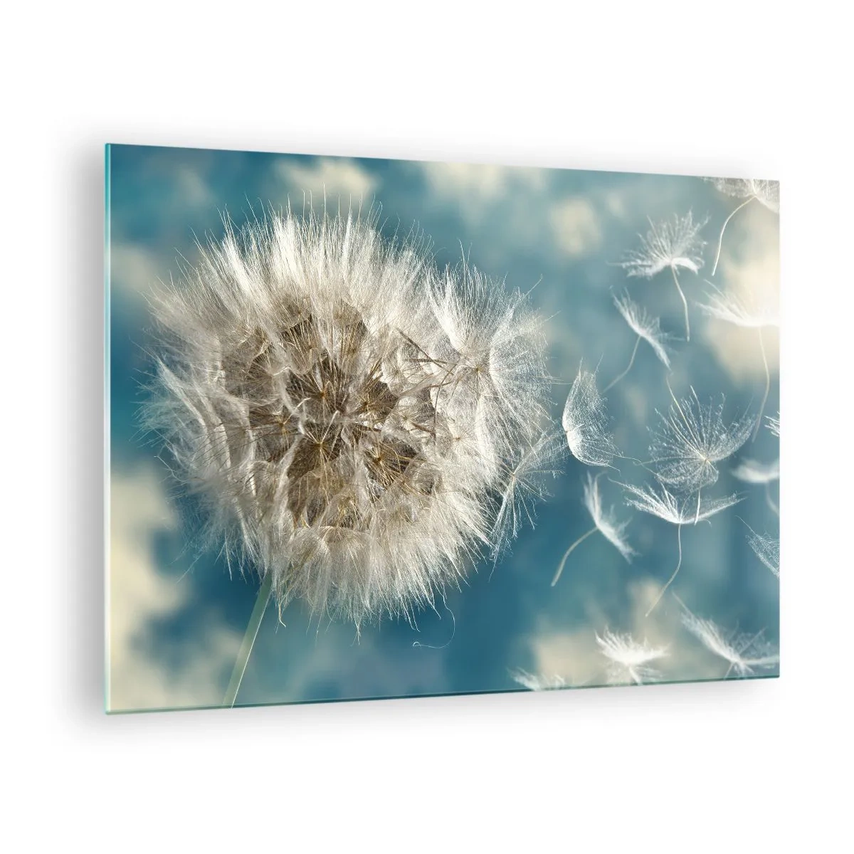 Obraz na skle - Jemná pampeliška proti obloze s plovoucími semínky - 70x50cm - Dech anděla - Moderní nástěnná dekorace do obývacího pokoje a ložnice ARTTOR