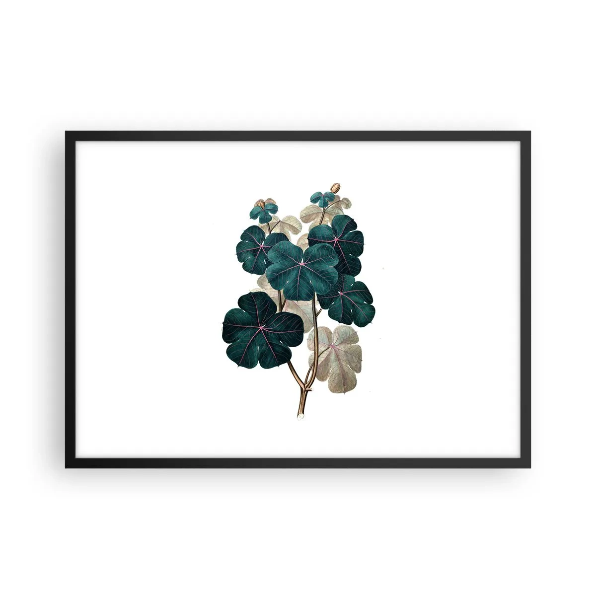 Plakát v černém rámu - Ze starého herbáře - 70x50 cm