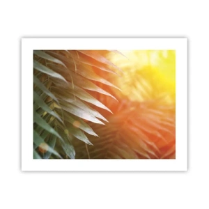 Plakát - Ráno v džungli - 50x40 cm