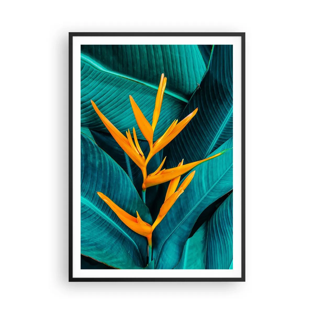 Plakát v černém rámu - Rajský květ - 70x100 cm